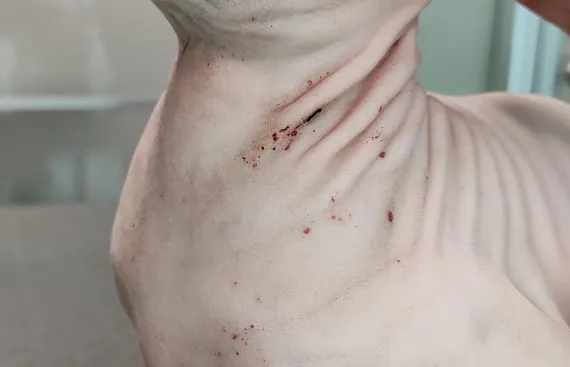 Urticaria Pigmentosain uno Sphynx